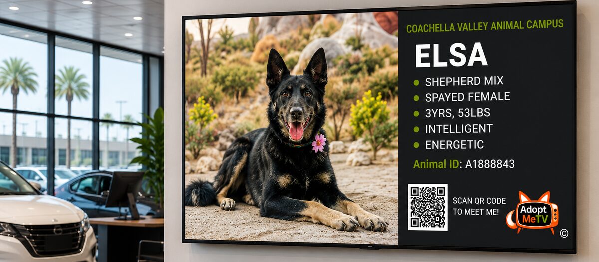 An AdoptMeTV screen featuring Elsa, an adoptable Shepherd mix, in an auto showroom