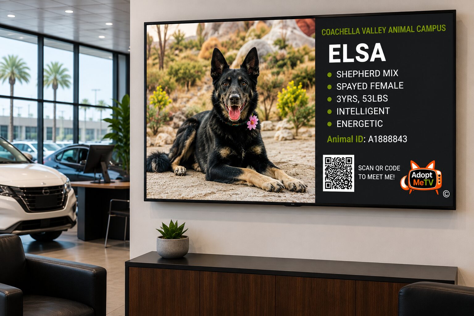AdoptMeTV screen featuring Elsa, an adoptable Shepherd mix, in an auto showroom