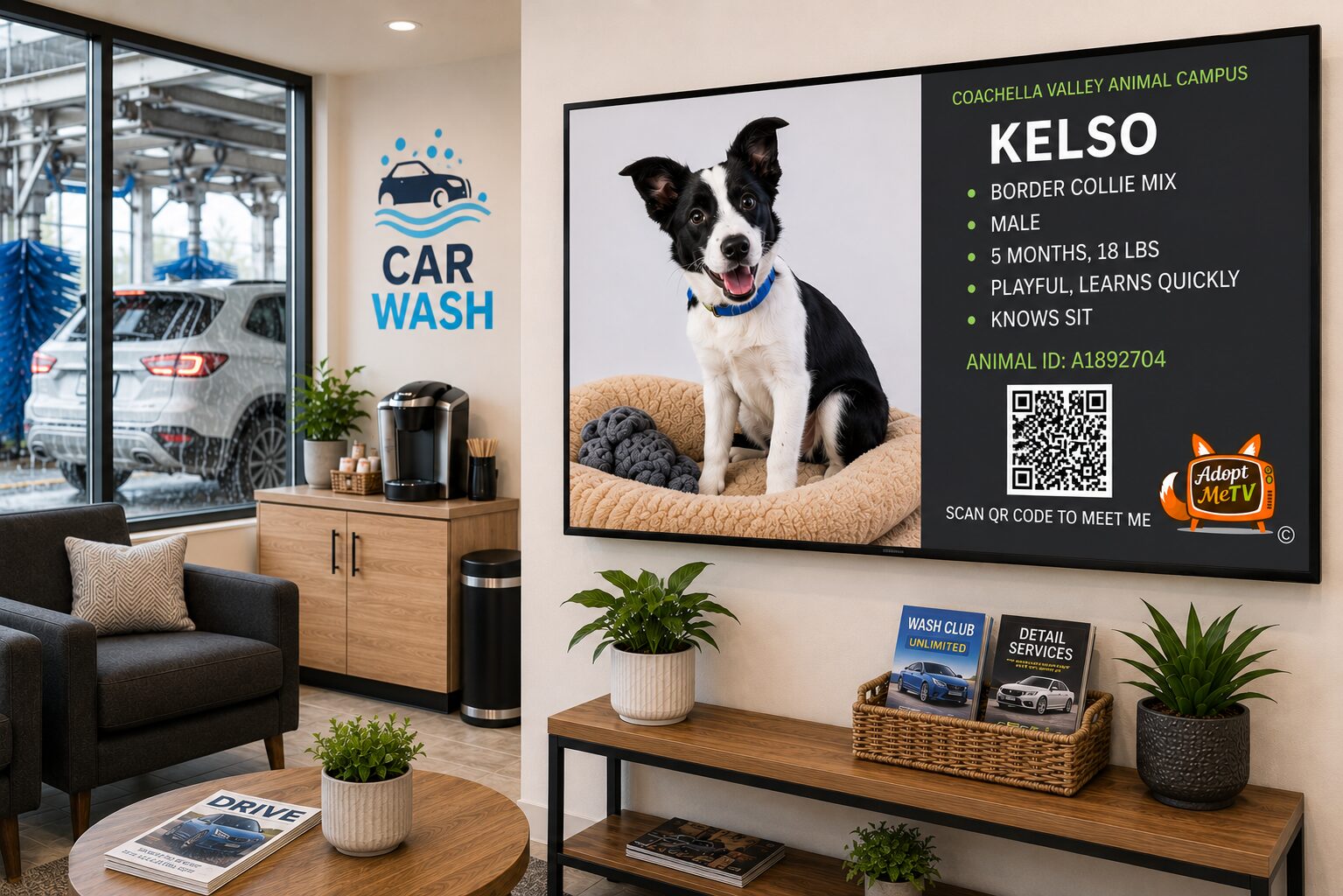 AdoptMeTV screen featuring Kelso, an adoptable Border Collie mix, in a car wash lobby
