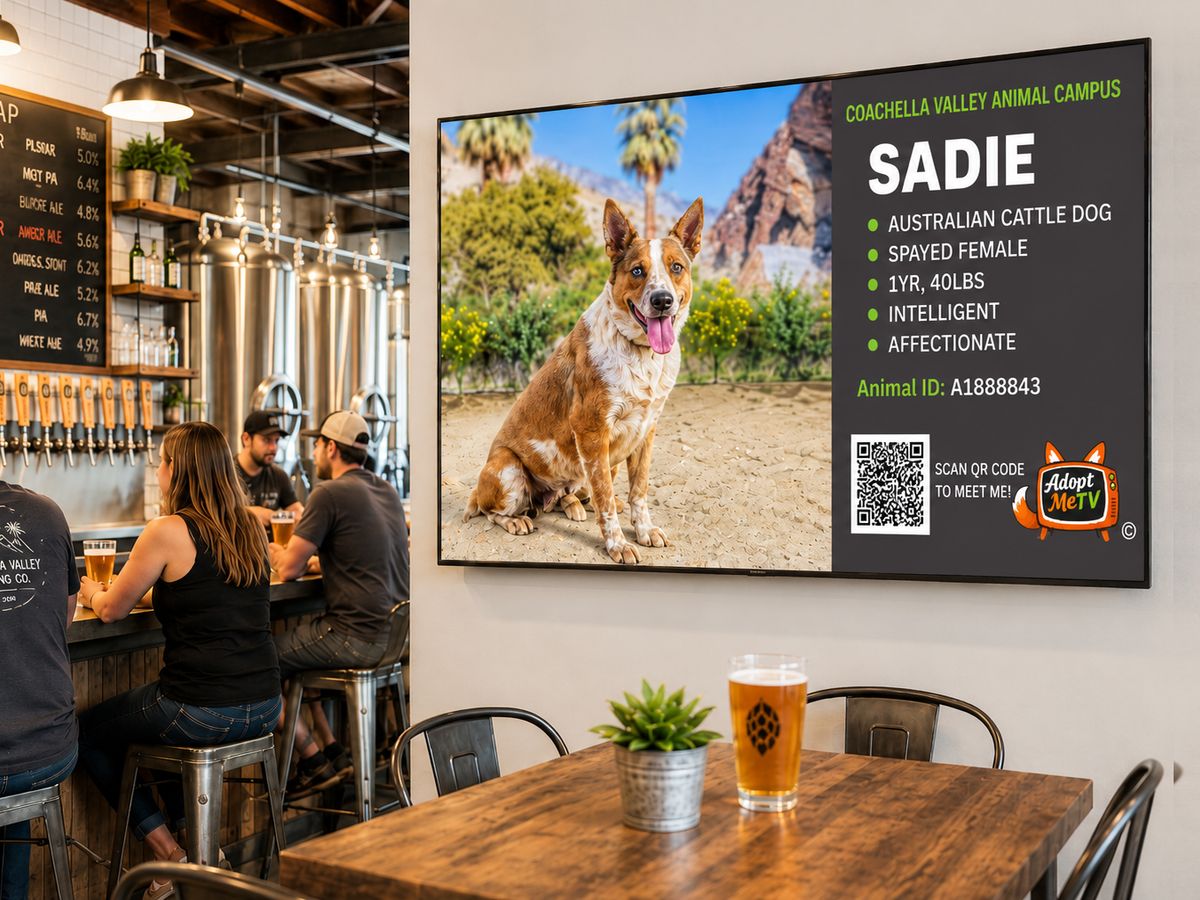 An AdoptMeTV screen featuring Sadie, an adoptable Australian Cattle Dog, on the wall of a brewery taproom