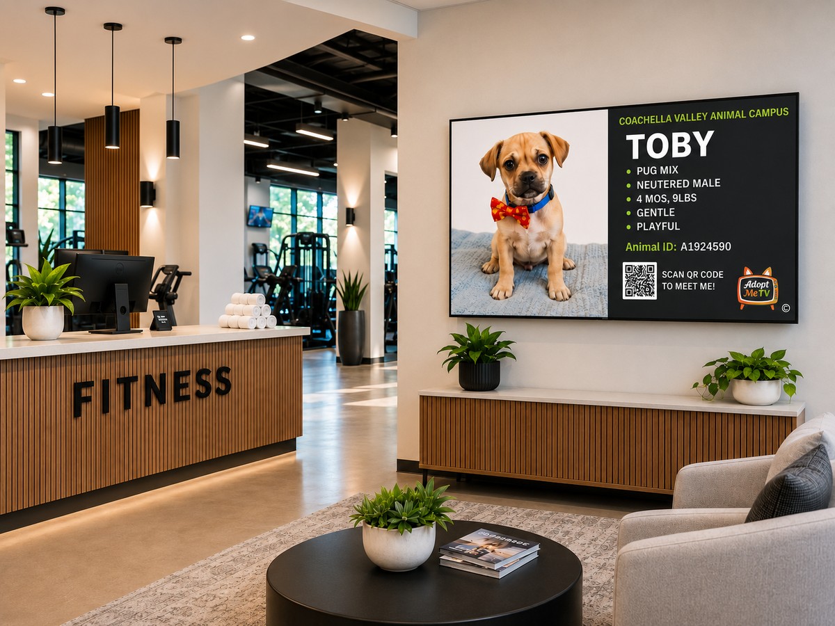 An AdoptMeTV screen featuring Toby, an adoptable Pug mix, on the wall of a fitness center